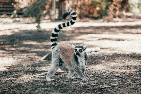 Unveiling the secrets of the ring-tailed lemur